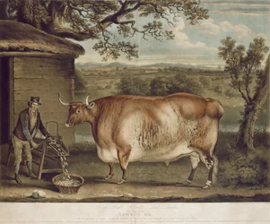 Der Newbus-Ochse, graviert von W. Ward, 1812